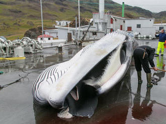 Izland 2000 bálna legyilkolását engedélyezte