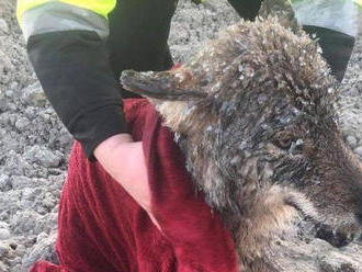 Azt hitték, kutyát mentettek a jeges folyóból, de nem egészen