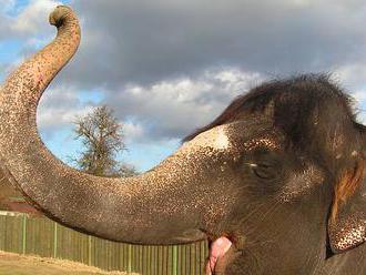 Ikona ústecké zoo slonice Kala odešla. Musela být utracena