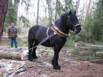 Ve Wilsonově lese v Brně těží suché stromy místo techniky koně