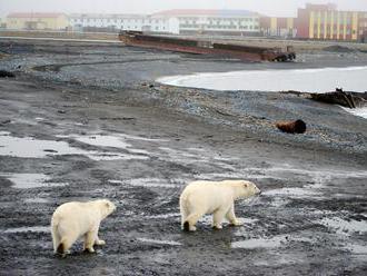 Medvědi terorizují ruský sever