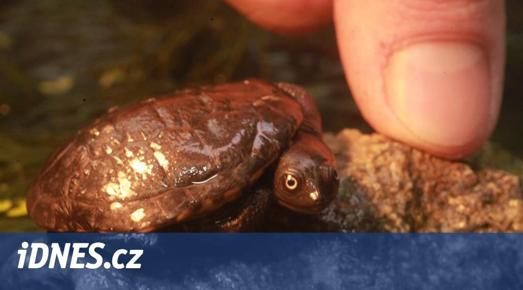 V brněnské zoo poprvé odchovali ohrožené želvy, vyznačují se dlouhým krkem