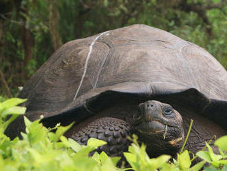Na Galapágoch objavili korytnačku. Naposledy ju ľudia videli pred 113 rokmi