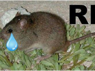 Austrália vyhlásila malú hnedú krysu za vyhynutý druh