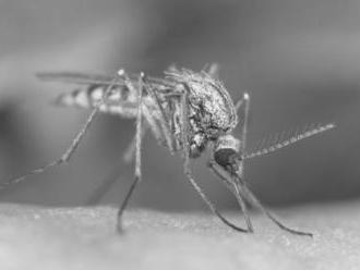 Bratislavský kraj chce proti komárom bojovať novou látkou, má malý dopad na životné prostredie