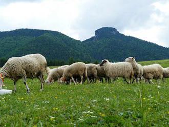 V Čechách si možno prenajať na krátky čas hospodárske zvieratá