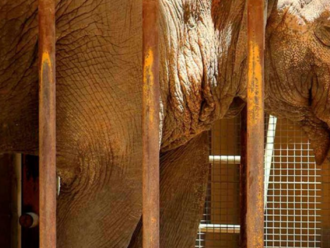 Přes 40 let žila sama. Ve španělské zoo utratili nejsmutnější slonici světa