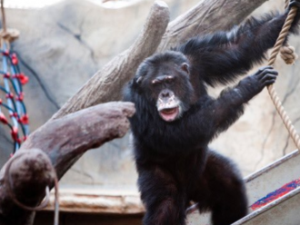 Norskou zoo zmítá skandál. Jeden z návštěvníků zdrogoval šimpanze