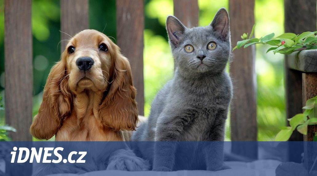 Pes a kočka mohou z kapsy majitele vytáhnout i statisíce korun