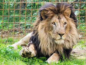 Majitel zoo na Lounsku prokazatelně týral tři dospělé lvy. Žili v jednoduché mobilní kleci