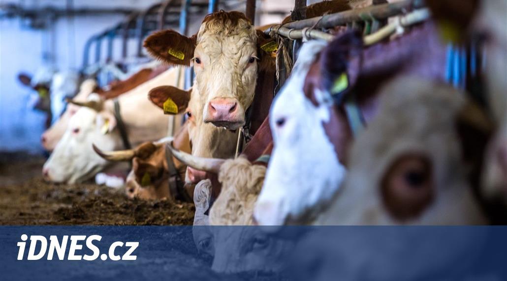 Slovenská jatka posílala maso z nemocných krav do Česka