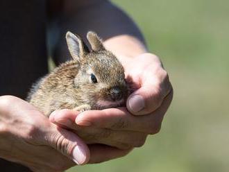 Co likviduje malé zajíčky? Lidská hloupost, psi a kočky