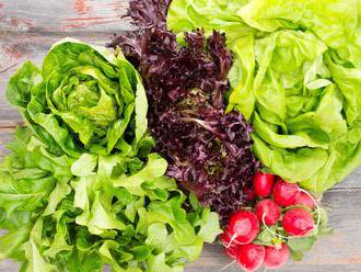 Raný hlávkový salát: vaše první jarní úroda vitaminů