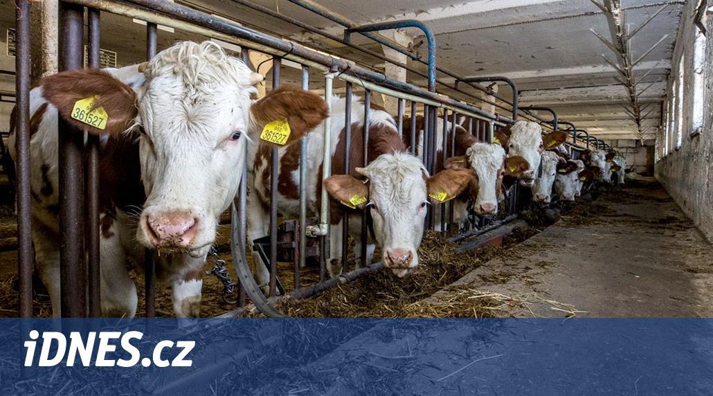 Nemocné krávy se porážely i na Slovensku, nyní už je jatka berou jen od známých