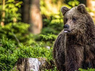V Argentíne našli kosti najväčšieho vyhynutého medveďa
