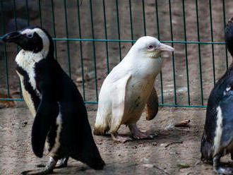 V Gdanskej zoo majú vzácneho tučniaka - albína