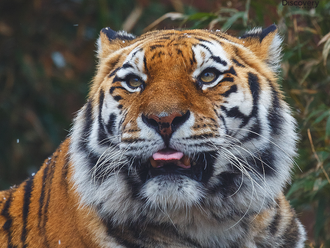 Kráľ džungle a jeho tajomstvá: 10 vecí, ktoré o tigroch neviete