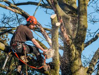 Na námestí v bratislavskom Starom meste odstránia strom pre zachovanie bezpečnosti obyvateľov