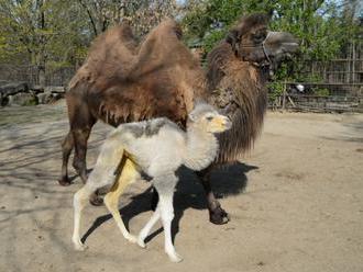 V olomoucké zoo se po 20 letech narodilo mládě velblouda