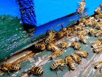 Na ženu z Arizony zaútočili včely, roj jej spadol zo stromu na hlavu