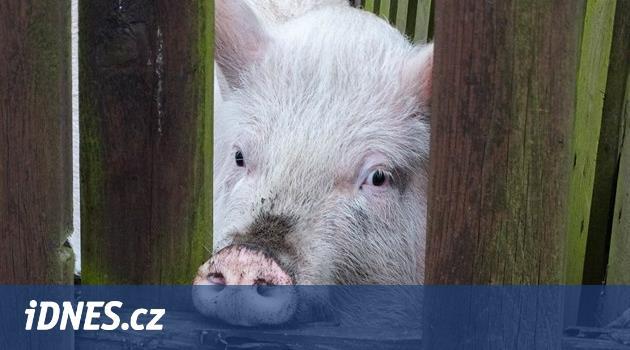 Vědcu „oživili“ mozky zvířat hodiny po smrti - iDNES.cz - iDNES.cz