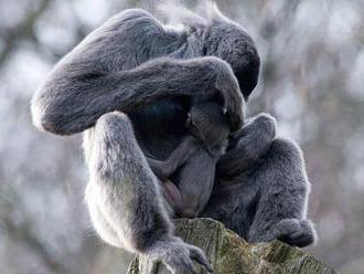 Mezinárodní unikát. Zlínská zoo odchovala mládě gibbona stříbrného