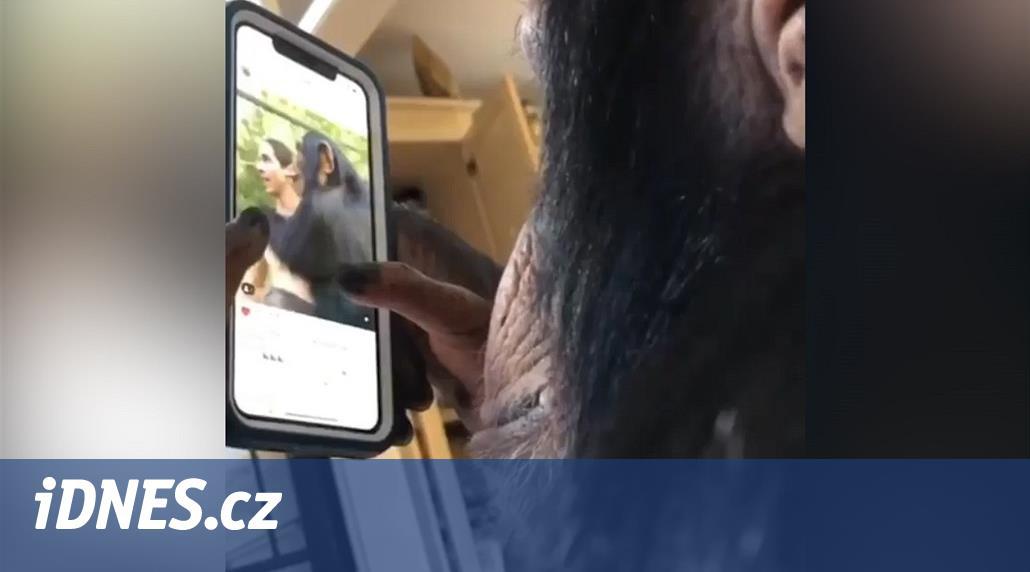 Internet uchvátilo video šimpanze, který ovládá mobil jako člověk