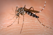 Komáři přenášející virus zika se rozšířili ve Francii