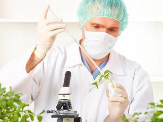 Genetická úprava plodin: Může zvýšit odolnost plevele, varuje vědec