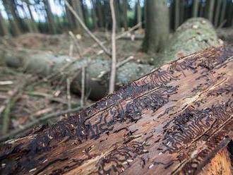 Kůrovcová kalamita: Potíže jsou i se zpracováváním dřeva
