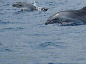Kdo může za smrt delfínů v Egejském moři? Podezřelí jsou vojáci, rybáři i plasty