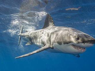 Nejobávanější predátoři oceánu? Žraloci prchají před kosatkami, zjistili vědci