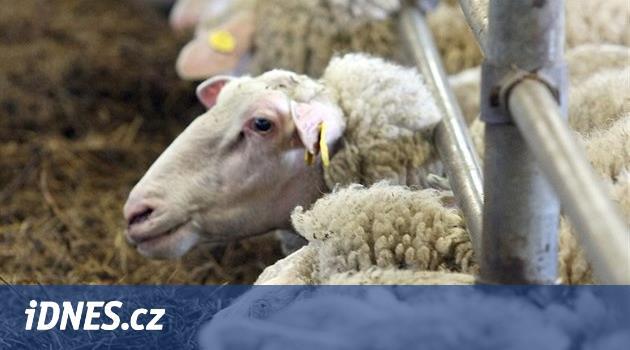 Sucho zabíjí kozy a ovce. Farma v Pěnčíně musela zredukovat chov
