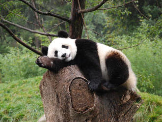 Do Dánska dorazily dvě pandy z Číny, budou v kodaňské zoo