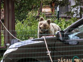 Autentické video: Vyplašená medvedica cválala obcou Podhradie