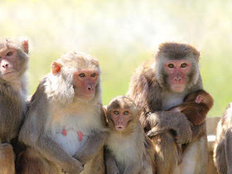 Čínski vedci implantovali opiciam gén ľudského mozgu