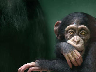 Video šimpanza ovládajúceho smartfón obletelo internet