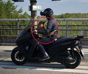Aký pán, taký pes: FOTO Silné puto prinútilo motorkára k bizarnému činu, šok na bratislavskom obchva