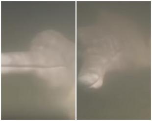Dychberúci záznam z hlbín Amazonky: Vedcom sa podarilo nahrať konverzáciu záhadného delfína