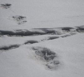 FOTO Armáda údajne našla v snehu stopy legendárneho monštra