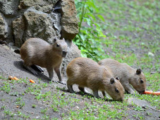 V děčínské zoo se po 19 letech narodila kapybaří trojčata