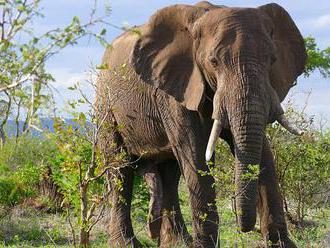 Botswana zrušila zákaz lovu slonů. Ničí prý farmářům úrodu