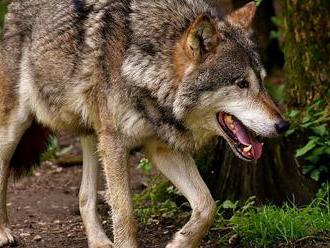 Vlci v Česku: Šelmy decimují unikátní populaci muflonů