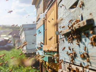 Ze včel se stal symbol boje za rozmanitost přírody, obliba včelaření ale může hmyzu naopak ublížit