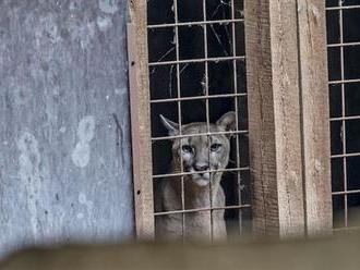 Zoopark ve Zvoli, ze kterého dvakrát utekla puma, končí. Nemá licenci na provoz