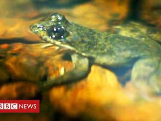 Togo slippery frog scientist wins award for conservation effort