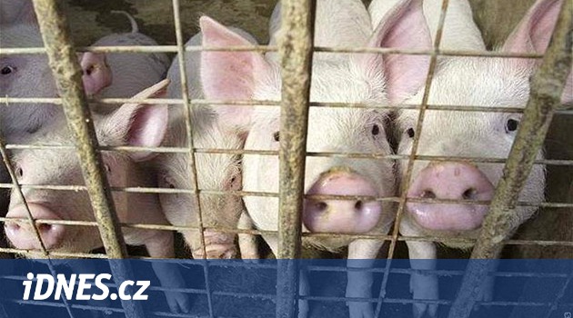 Tesco prodává maso z barbarských prasečích farem, tvrdí ochránci zvířat