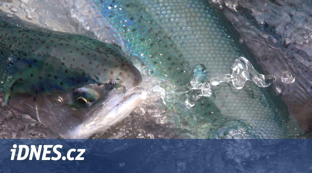 Mořská řasa v Norsku zabila miliony lososů. Jejich cena zřejmě poroste