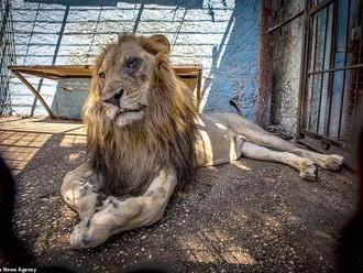 Ochránci zvířat odvezli z Albánie do Nizozemska tři týrané lvy