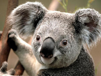 Koala medvídkovitý je funkčně vyhynulý druh, tvrdí AKF